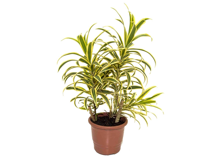 <h4>DRACENA PLEOMELE P15</h4>
