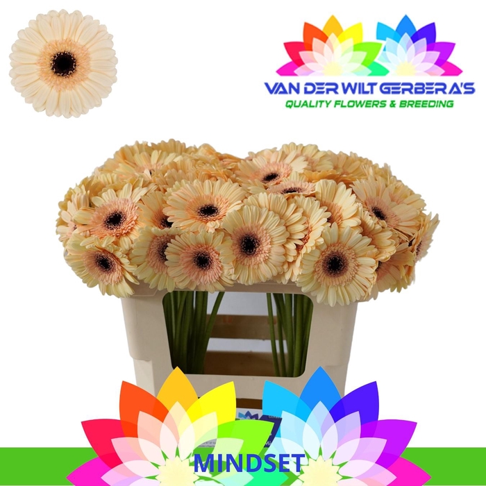 <h4>Germini Mindset Water</h4>
