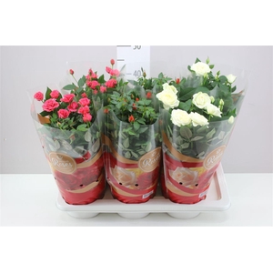 Rosa Favourite Gemengd A2