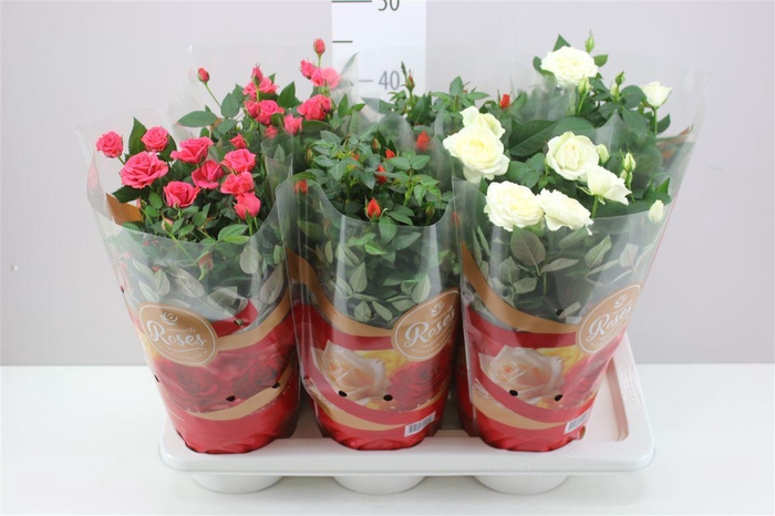 <h4>Rosa Favourite Gemengd</h4>