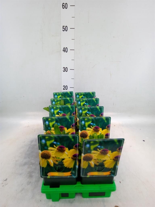 <h4>Helenium   ...</h4>