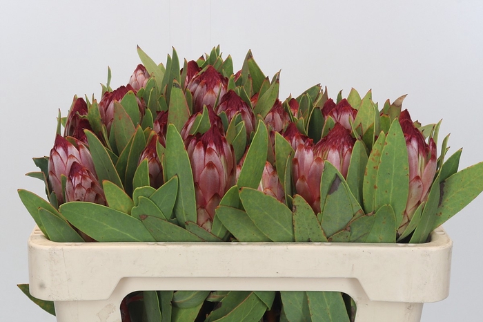<h4>Protea Robijn</h4>