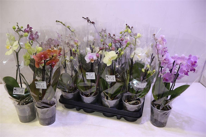 <h4>arr8 Phal Gem 6 Kl</h4>