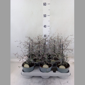 Corokia cotoneaster