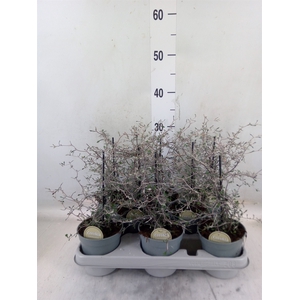 Corokia cotoneaster