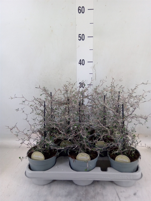 <h4>Corokia cotoneaster</h4>