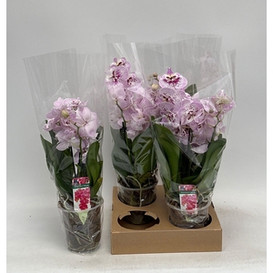 PHAL OV