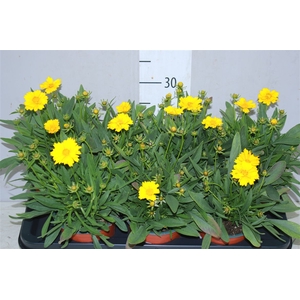 Coreopsis Presto