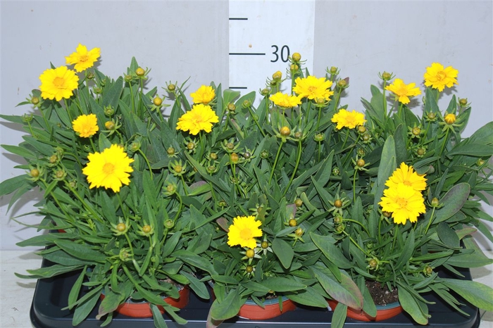 <h4>Coreopsis Presto</h4>