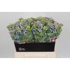 Oxypetalum Tweedia Blue
