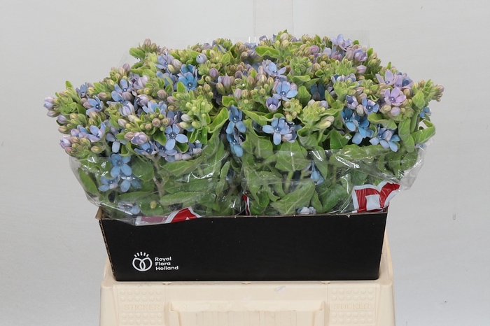 Oxypetalum Tweedia Blue