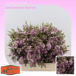 Chamelaucium uncinatum 'Kerryn'