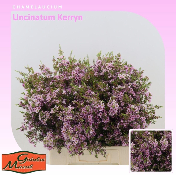 <h4>Chamelaucium Uncinatum 'kerryn'</h4>