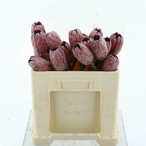 PROTEA PINK ICE