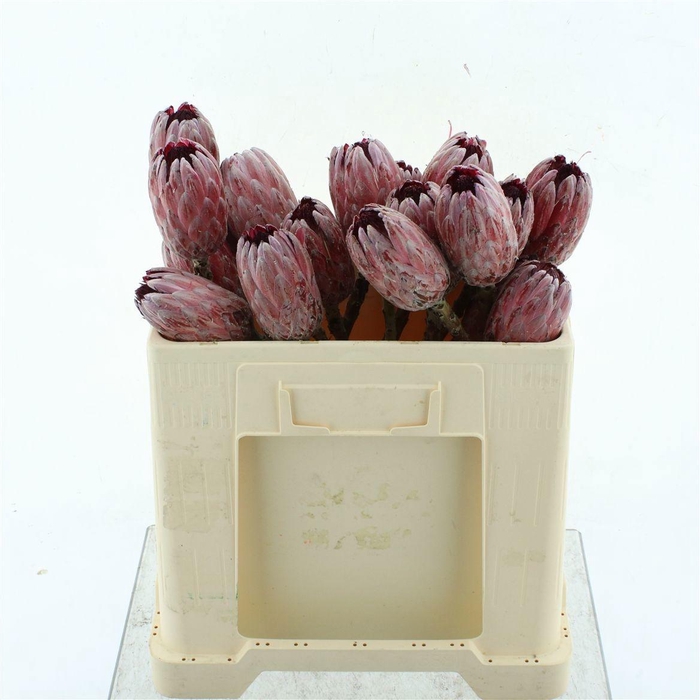 <h4>PROTEA PINK ICE</h4>
