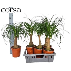 BEAUCARNEA RECUR