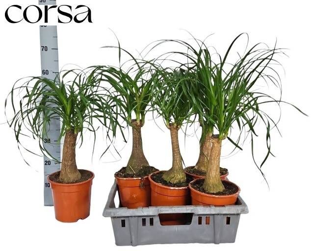 <h4>BEAUCARNEA RECUR</h4>