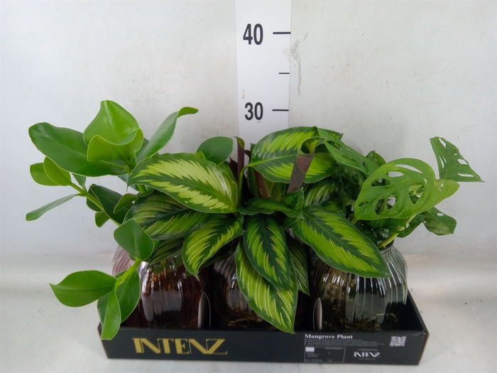 <h4>Planten  ..mix</h4>