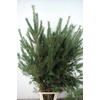 PINUS ALASKA PER STEM 180CM/200CM