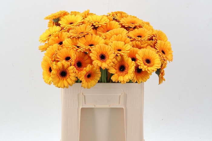 <h4>Ge Mi Tweety</h4>