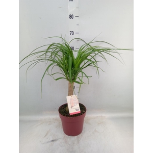 Beaucarnea recurvata