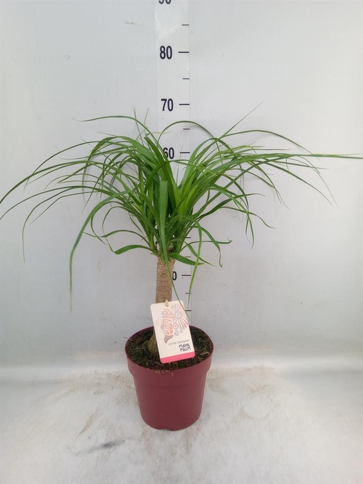 <h4>Beaucarnea recurvata</h4>