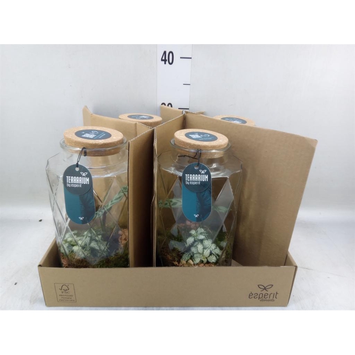 <h4>Arr.    Planten  L%</h4>
