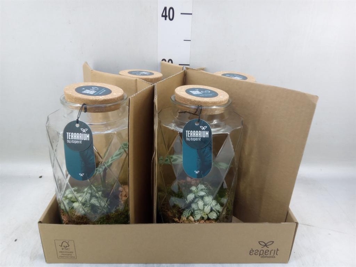 <h4>Arr.    Planten  L%</h4>