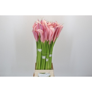 Zantedeschia Eydolls Purple Pink