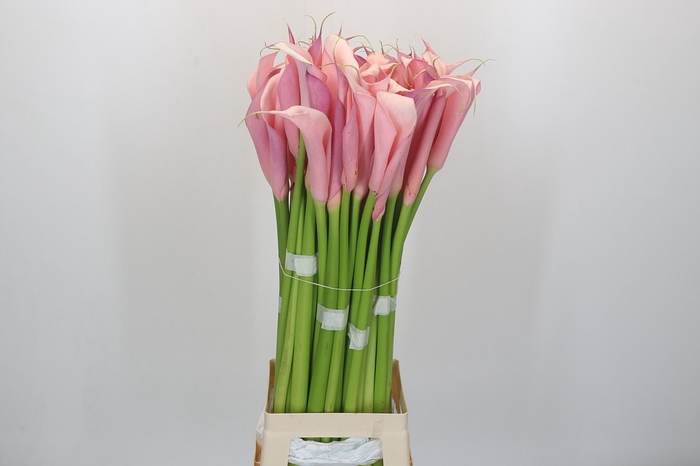 <h4>Zantedeschia Eydolls Purple Pink</h4>