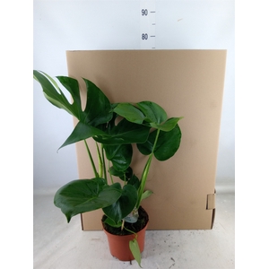 Monstera delic.
