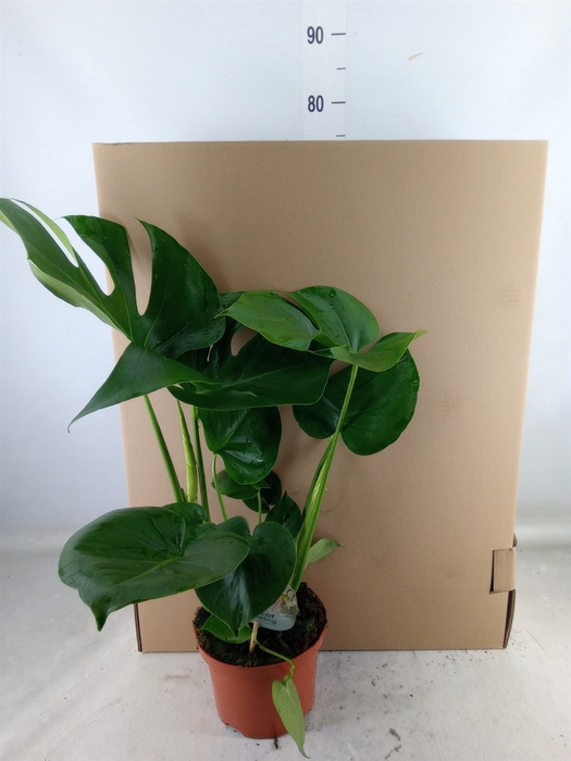 <h4>Monstera delic.</h4>