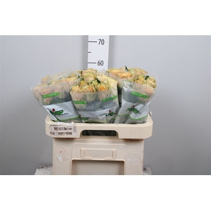 R Gr Caram Macchiato