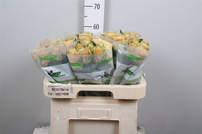 <h4>R Gr Caram Macchiato</h4>