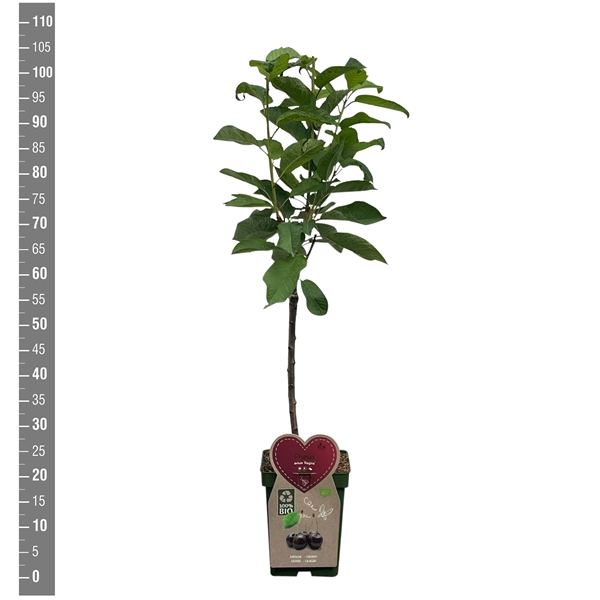 <h4>BIO-Prunus a. Regina Patioboom</h4>