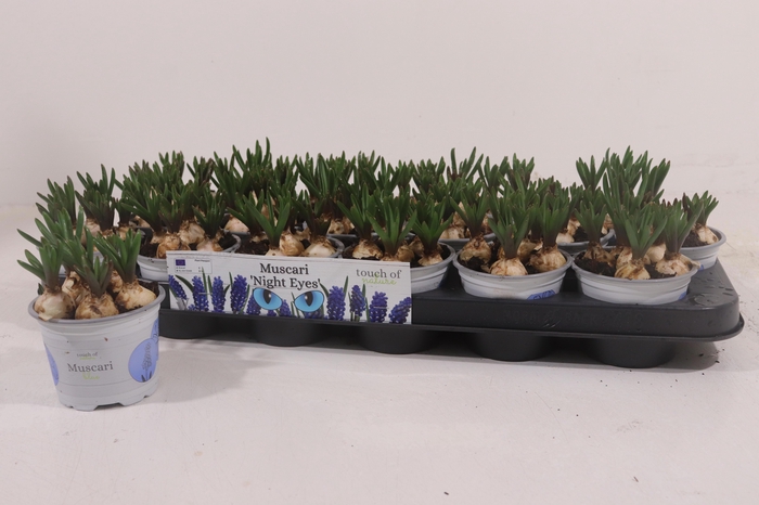 <h4>MUSCAR NIGHT EYES</h4>