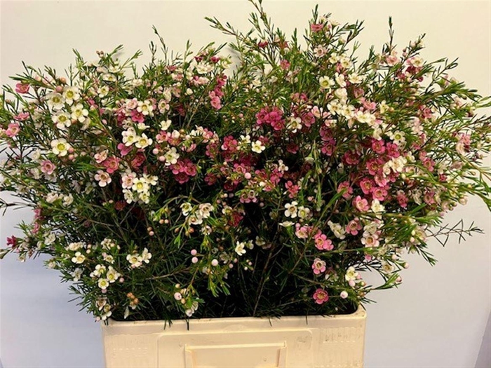 <h4>CHAME UN MY SWEET 16</h4>