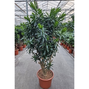 Dracaena reflexa