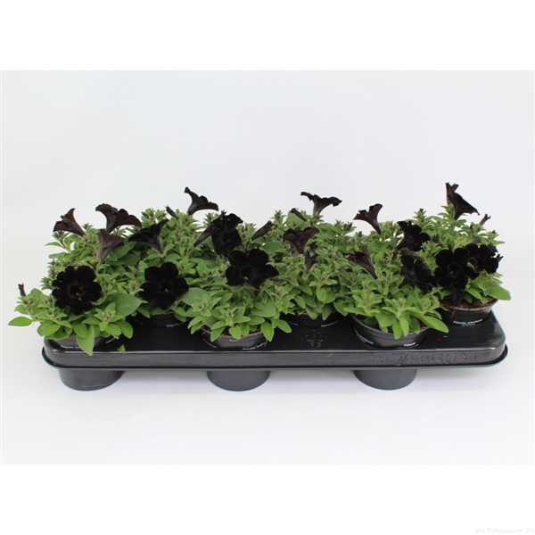 <h4>Black Satin</h4>