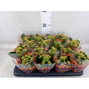 Kalanchoe blos. 'Calandiva Hawn'