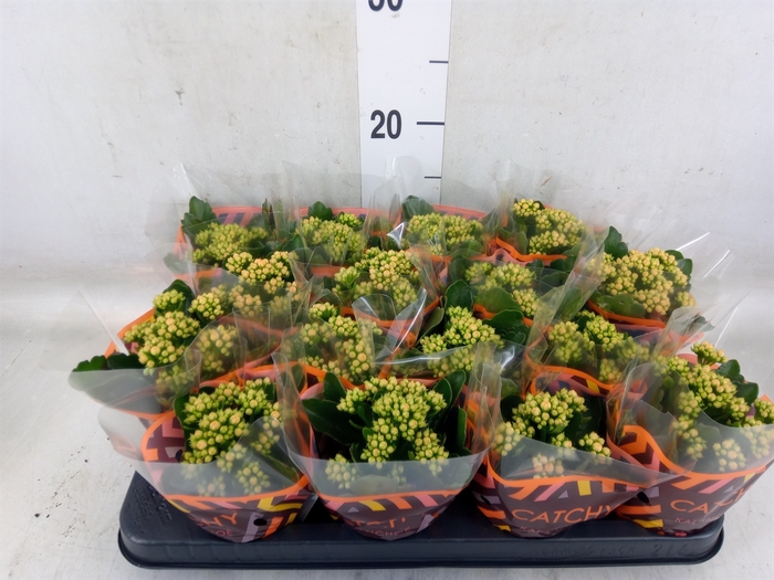 <h4>Kalanchoe blos. 'Calandiva Hawn'</h4>
