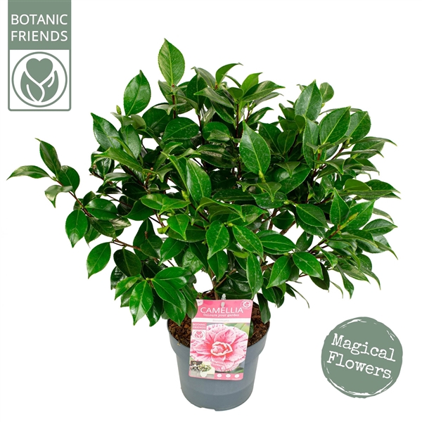 <h4>Camellia jap. 'Bonomiana'</h4>