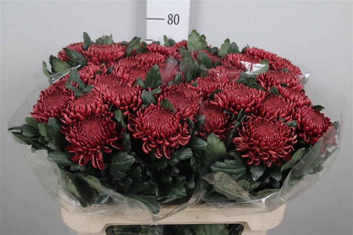 <h4>Chr G Bigoudi Red</h4>