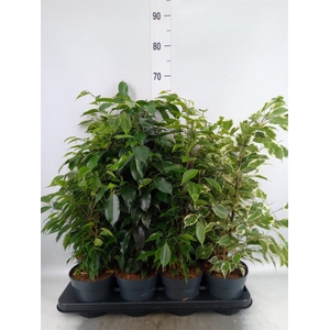 Ficus benja.   ...mix