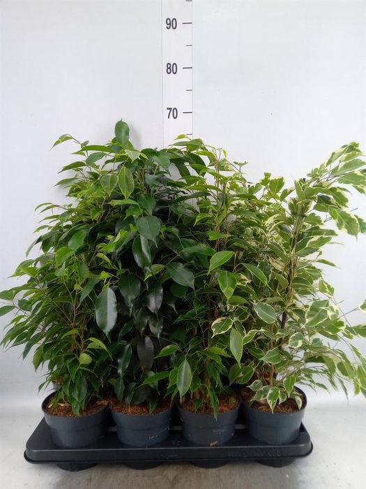 <h4>Ficus benja. ...mix</h4>