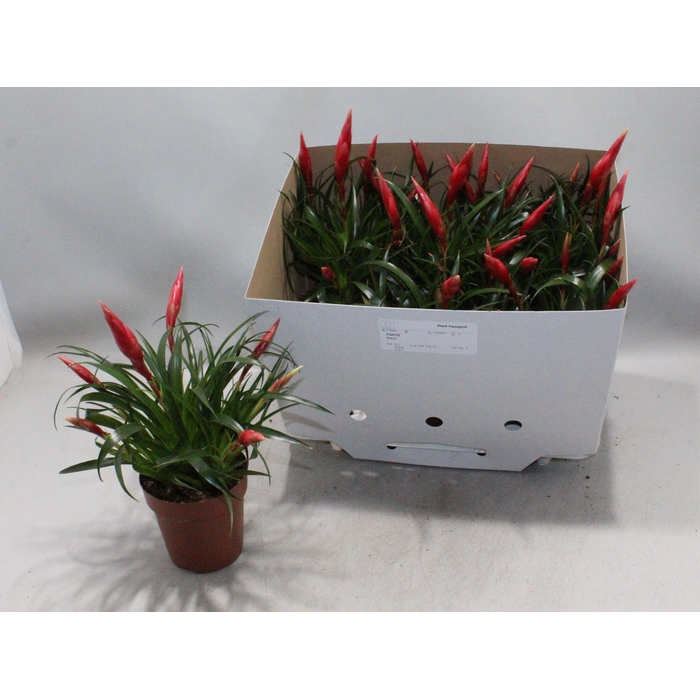 <h4>VRIES ASTRID</h4>