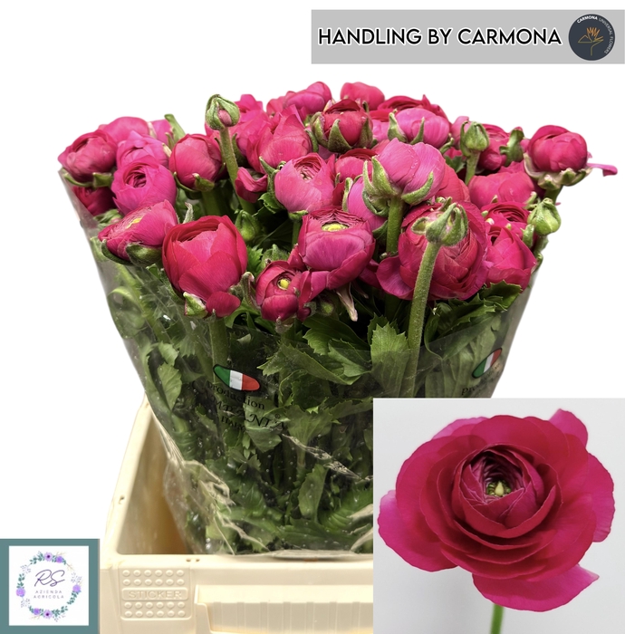 <h4>RAN EL HOT PINK</h4>