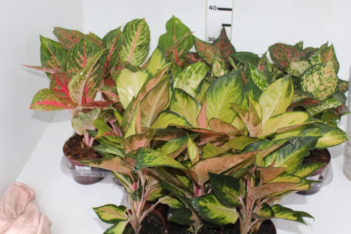 <h4>AGLAONEMA VARIADA P12</h4>