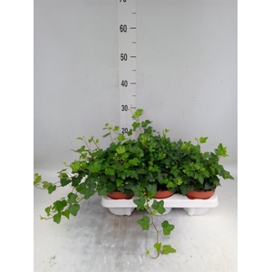 Hedera helix 'Wonder'