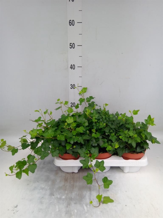 <h4>Hedera helix 'Wonder'</h4>